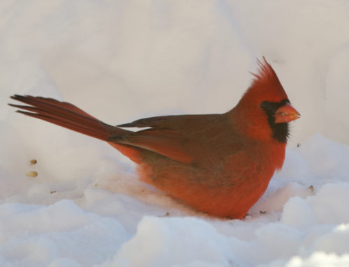 Discovering Birds in Your Great Backyard